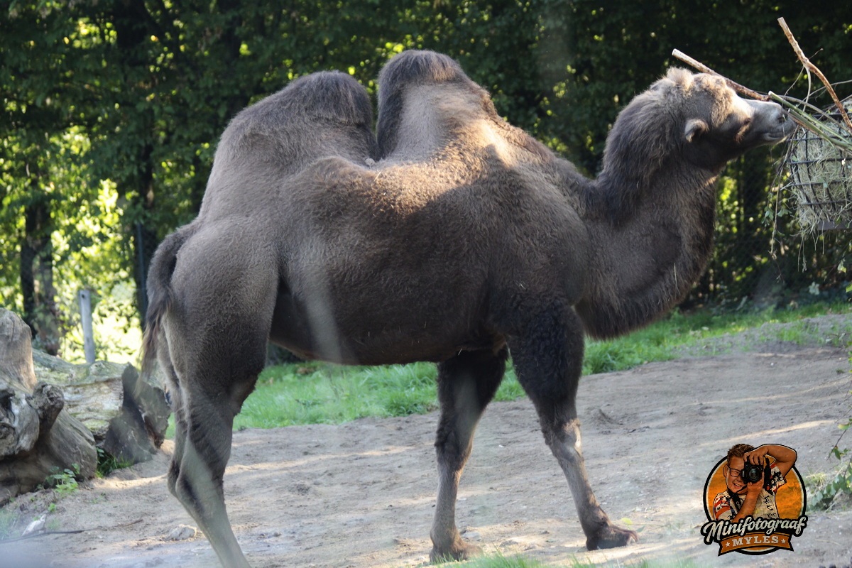 MG_2949