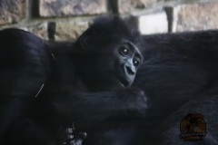 MG_3099